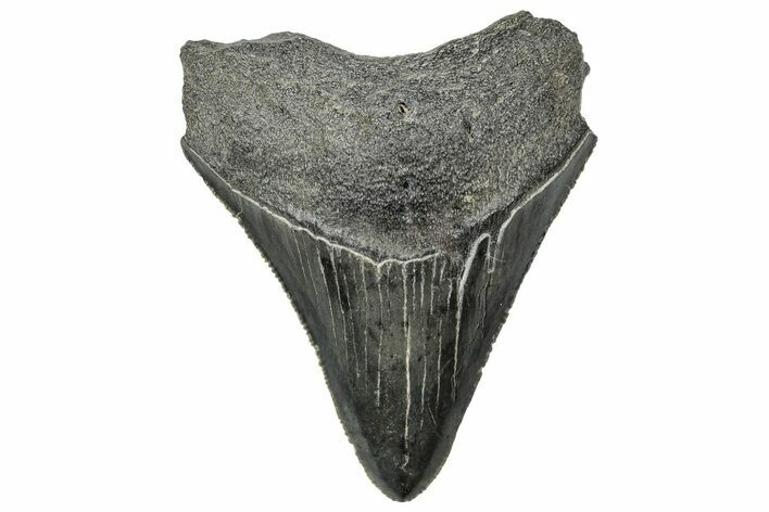 Serrated, Juvenile Megalodon Tooth - South Carolina #321421